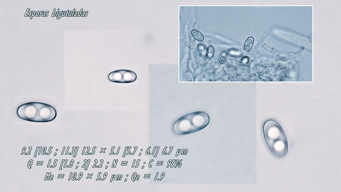 Otidea concinna
