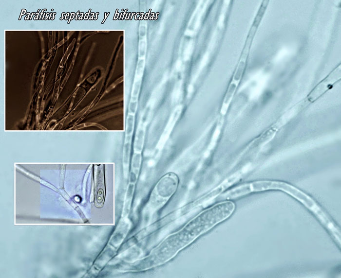 Otidea concinna