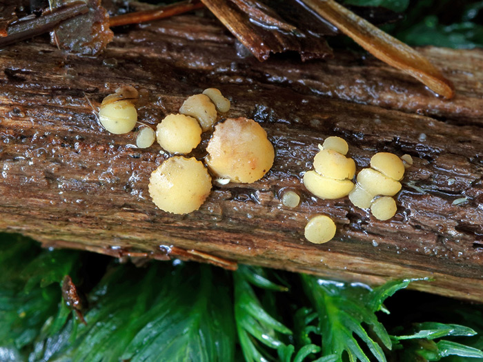 Phaeohelotium fulvidulum