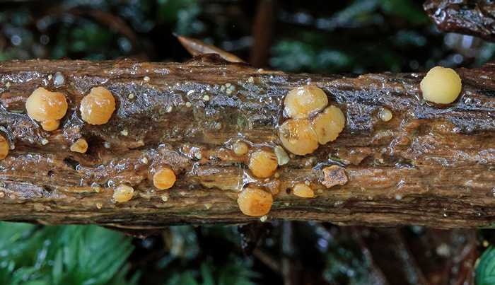 Phaeohelotium fulvidulum
