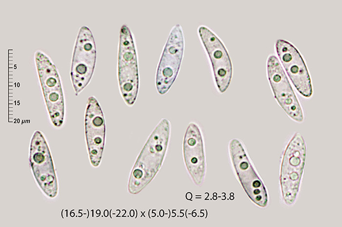 Phaeohelotium fulvidulum