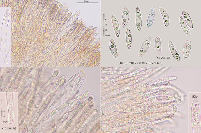 Phaeohelotium fulvidulum