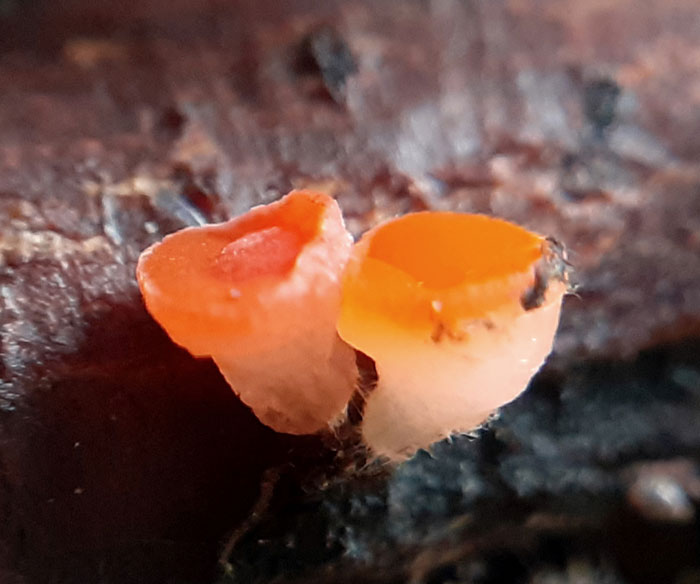 Pseudopithyella minuscula