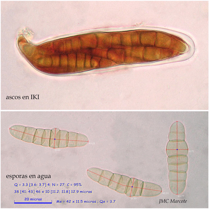 Rhopographus filicinus