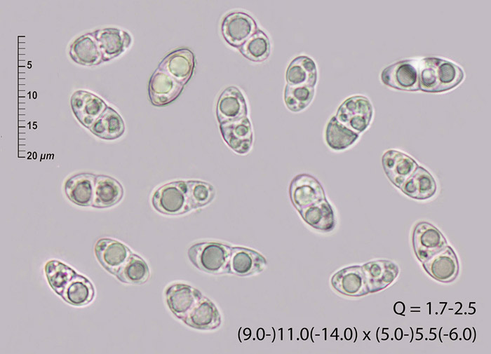 Rodwayella sessilis
