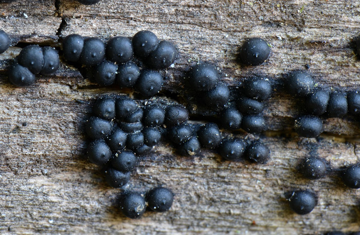 Rosellinia marcucciana
