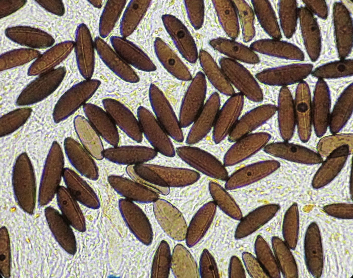 Rosellinia marcucciana