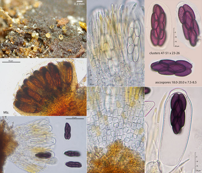 Saccobolus citrinus