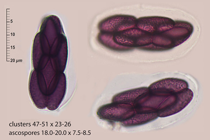 Saccobolus citrinus