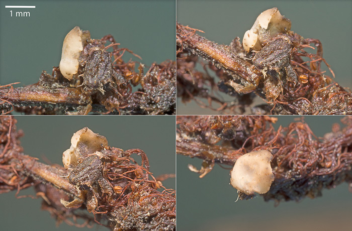 Scleromitrula candolleana