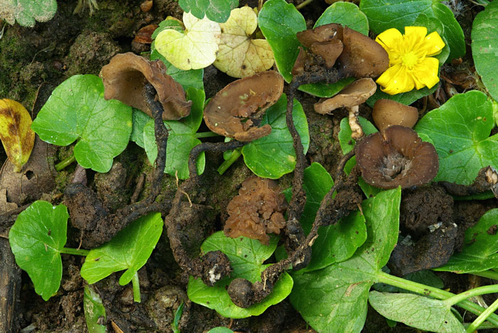 Sclerotinia ficariae