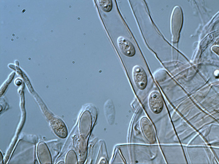 Sclerotinia ficariae