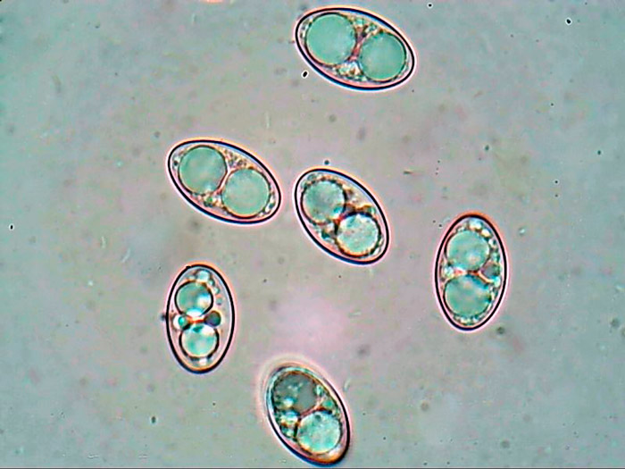 Tarzetta velata