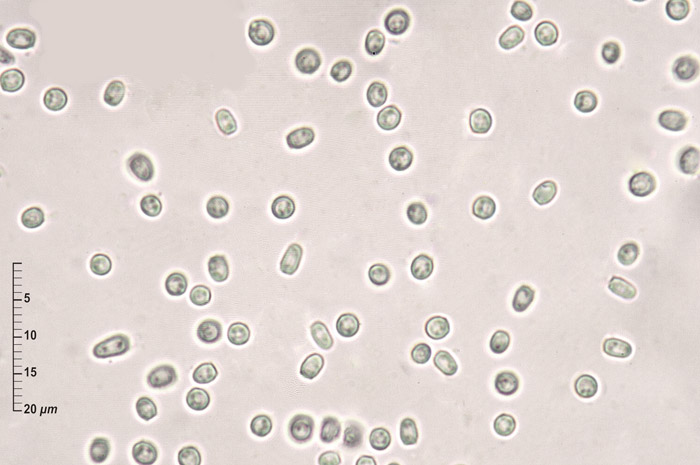 Trichoderma leucopus