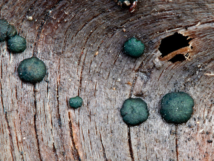 Trichoderma lixii