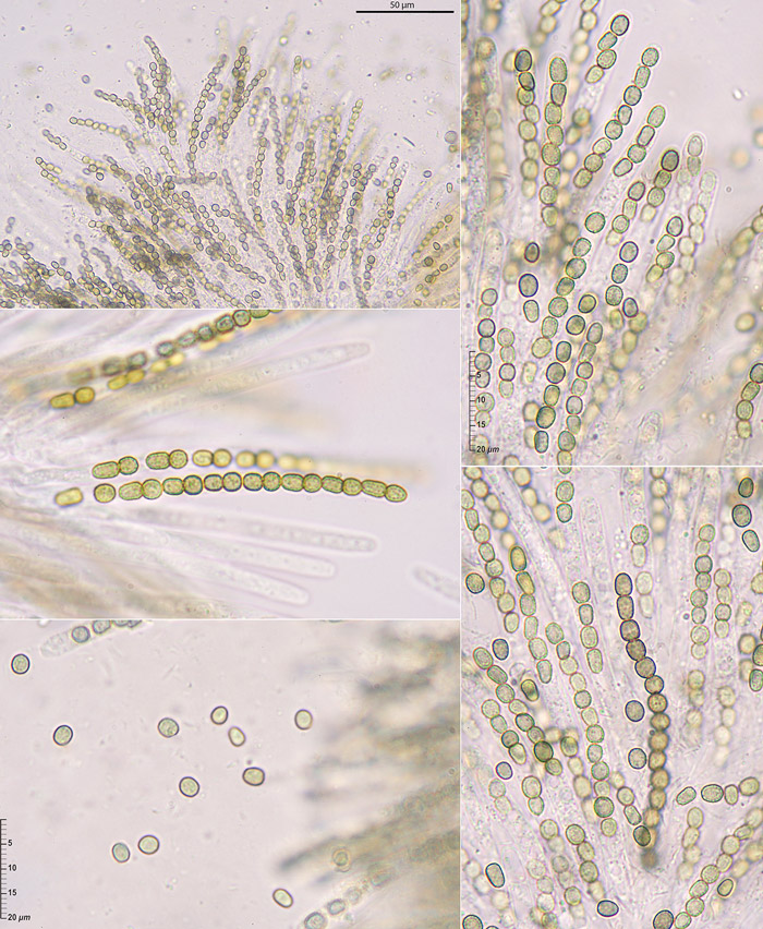 Trichoderma lixii