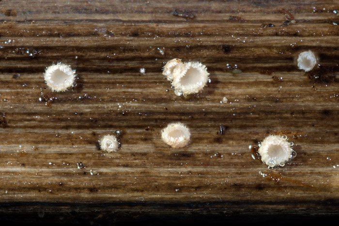 Trichopeziza mollissima