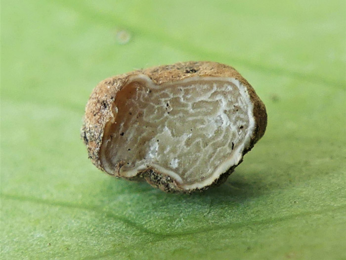 Tuber ferrugineum