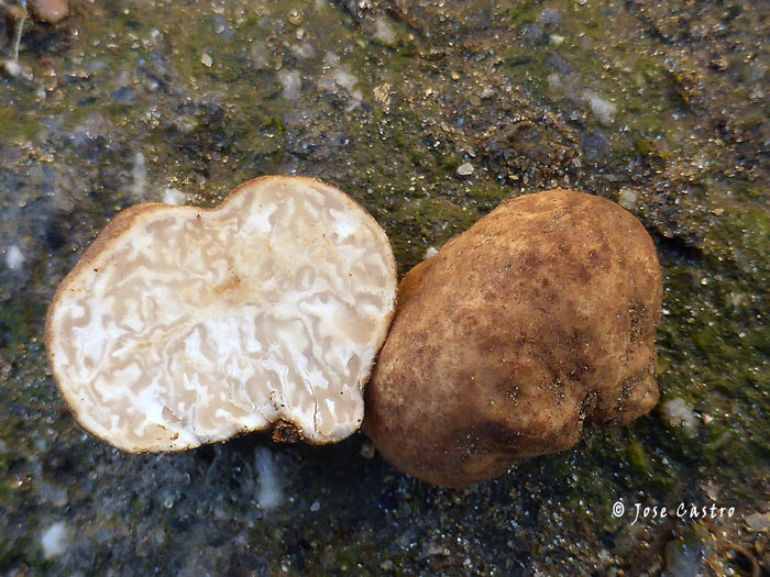 Tuber foetidum