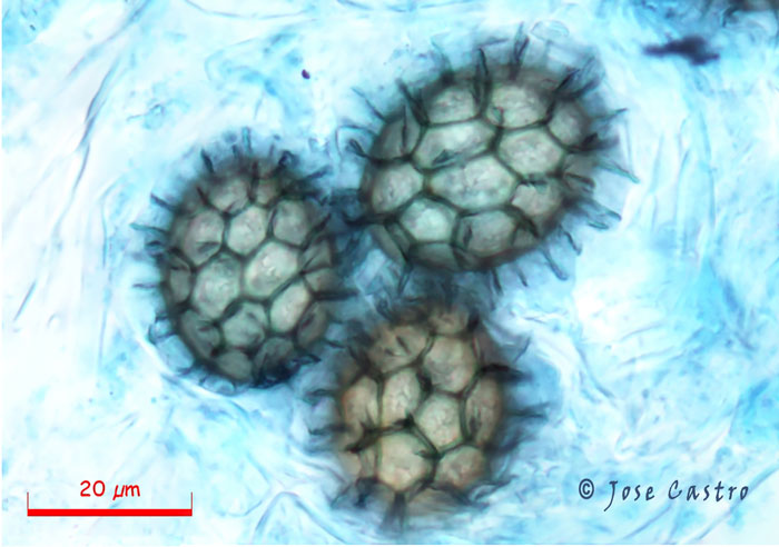 Tuber foetidum