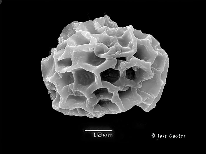 Tuber foetidum
