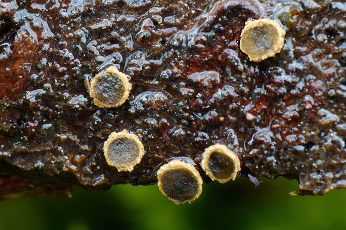 Velutarina rufoolivacea