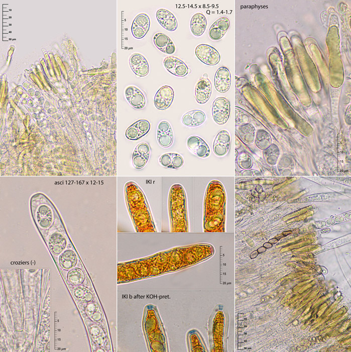 Velutarina rufoolivacea