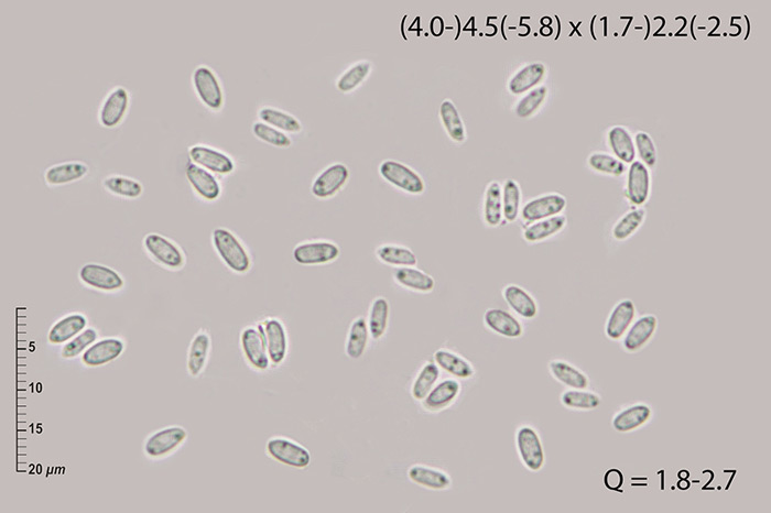 Volutella ciliata