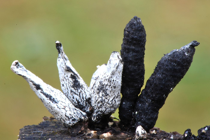 Xylaria cinerea