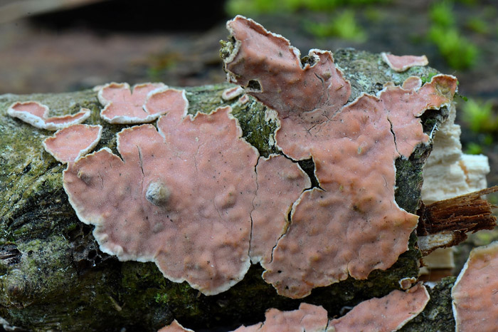 Aleurodiscus wakefieldiae