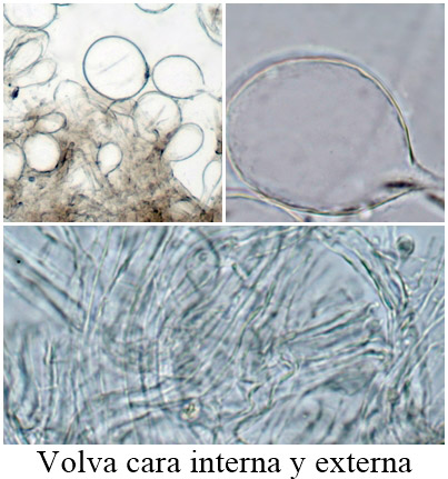 Amanita argentea