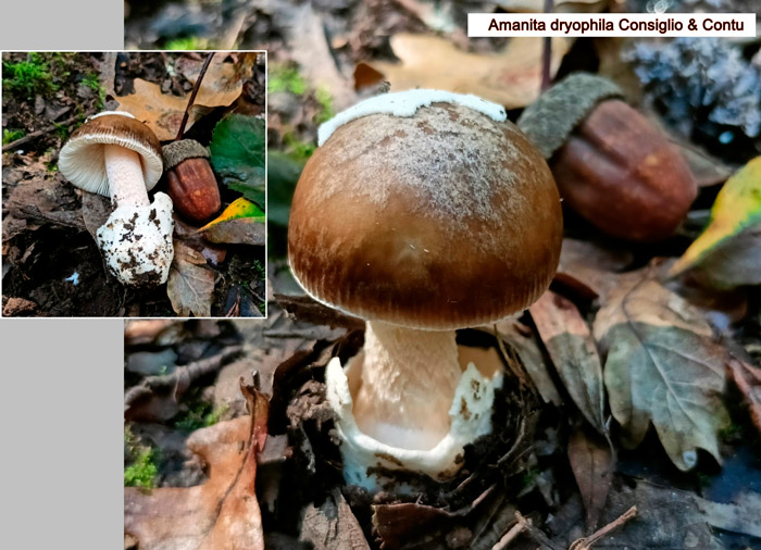 Amanita dryophila