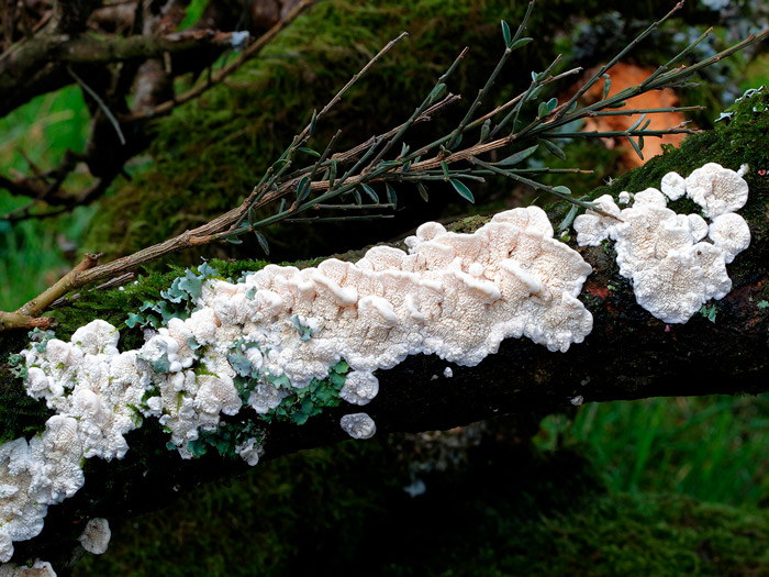 Antrodiella onychoides