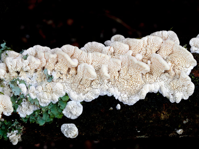 Antrodiella onychoides