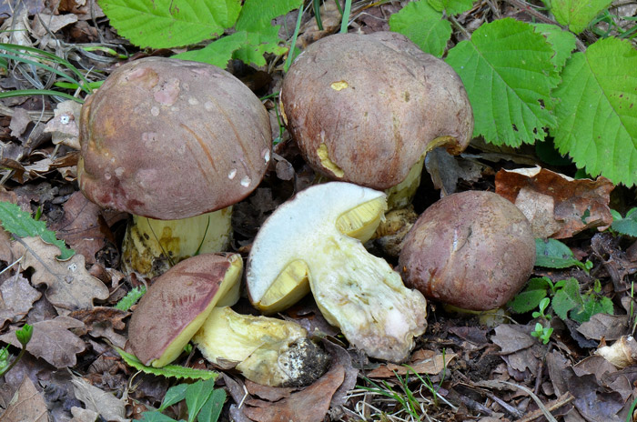 Butyriboletus pseudoregius