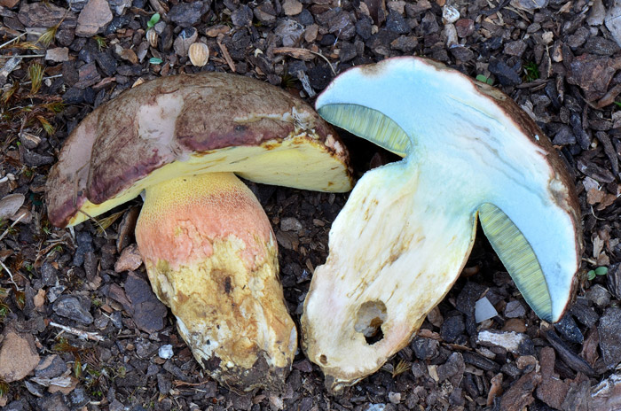 Butyriboletus pseudoregius
