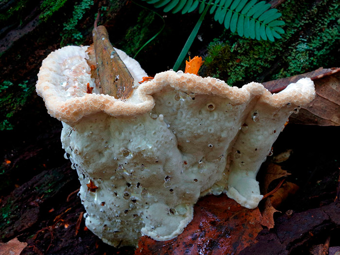 Calcipostia guttulata