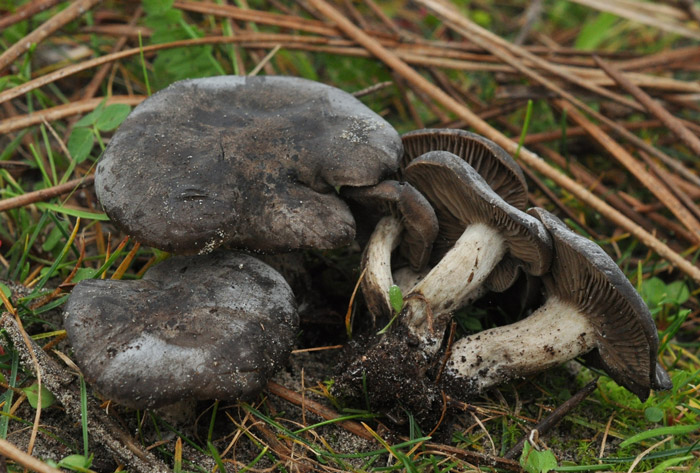 Calocybe littoralis