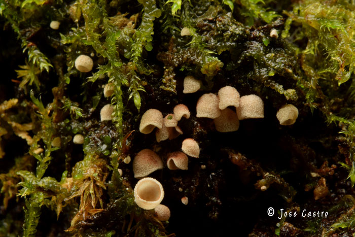 Chromocyphella muscicola