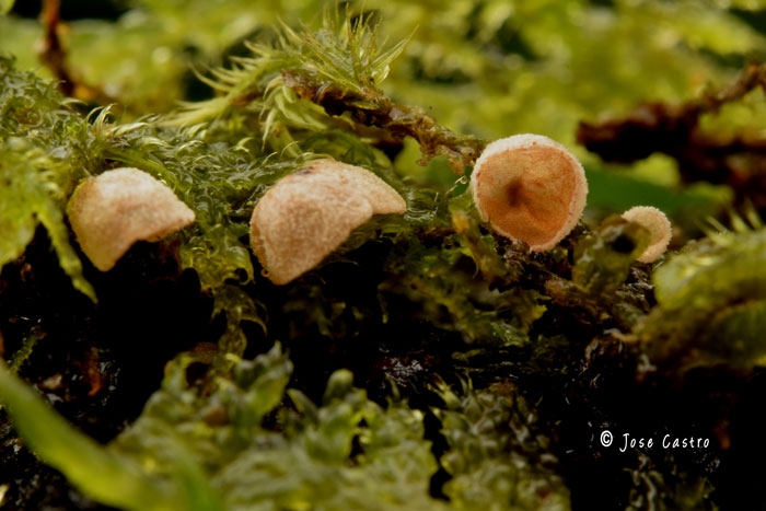 Chromocyphella muscicola