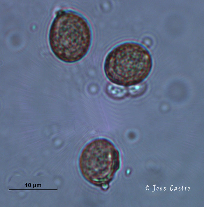 Chromocyphella muscicola