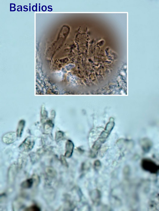 Clavaria atroumbrina