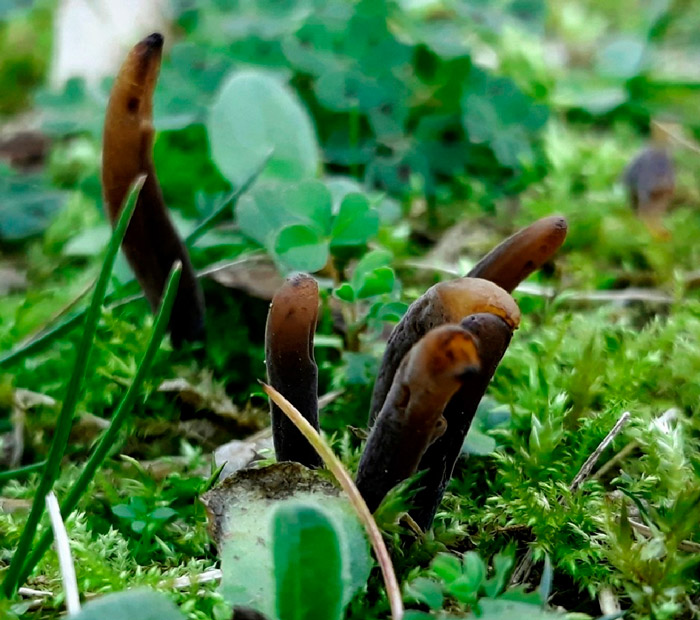 Clavaria pullei