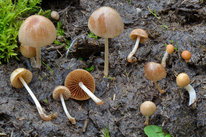 Conocybe coprophila
