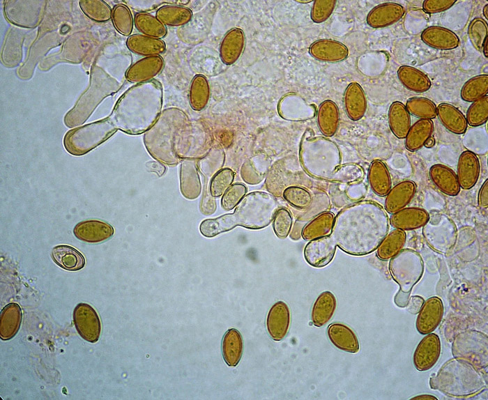 Conocybe coprophila