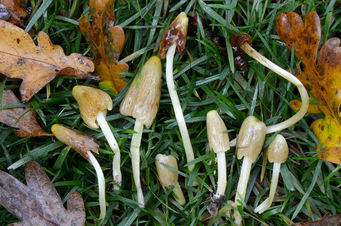 Conocybe deliquescens