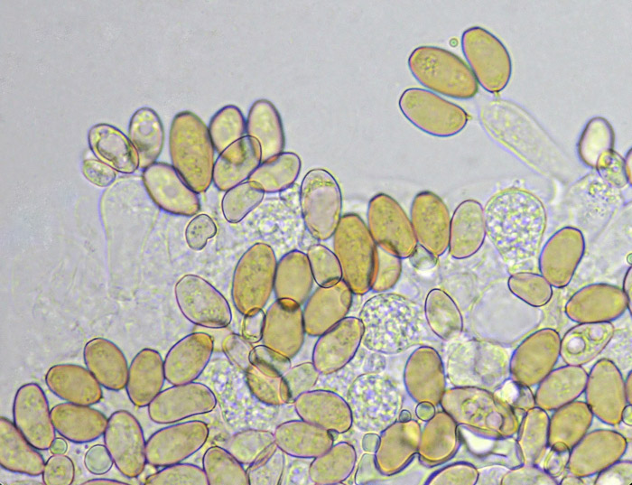 Conocybe deliquescens