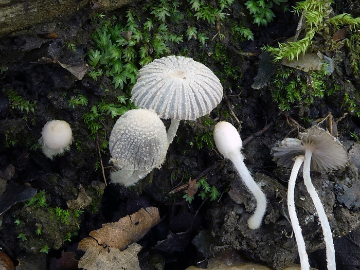 Coprinopsis bellula