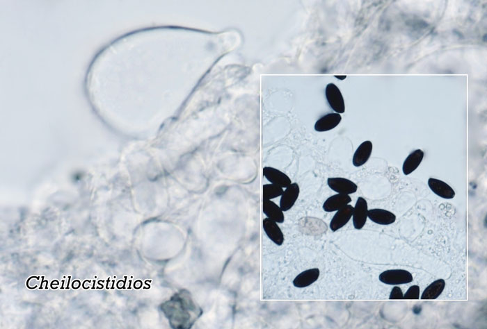 Coprinopsis lotinae