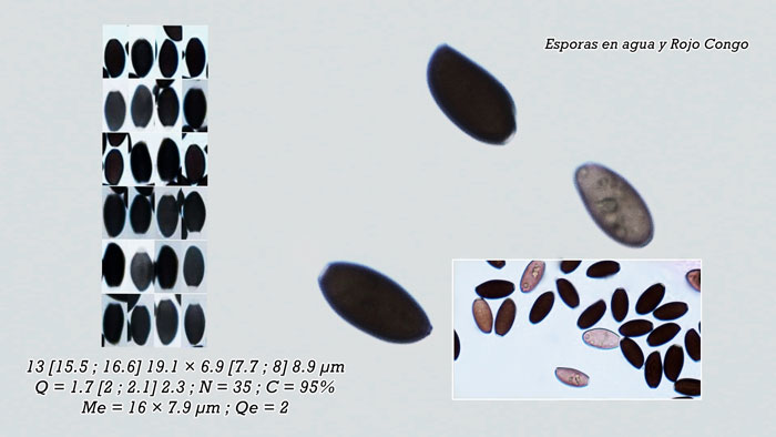 Coprinopsis lotinae